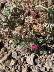 Chaenactis douglasii