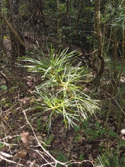 Pinus strobus