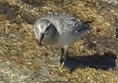 Calidris canutus