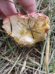 Russula californiensis