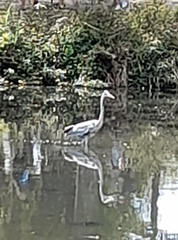 Ardea cocoi