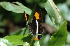 Adelpha donysa