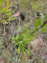 Solidago
