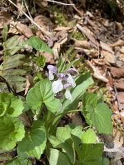 Galearis spectabilis