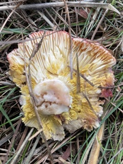Russula californiensis