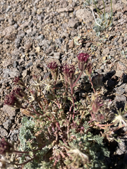 Chaenactis douglasii