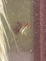 Anaxipha exigua