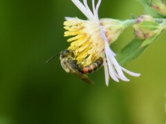 Sphecodogastra
