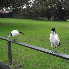 Threskiornis molucca