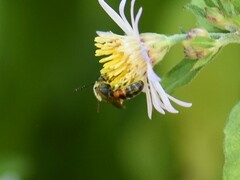 Sphecodogastra