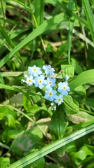 Myosotis scorpioides