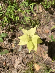 Celastrus orbiculatus