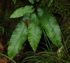 Asplenium scolopendrium