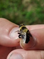 Eristalis flavipes