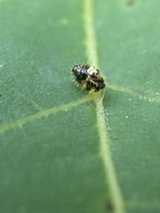 Corythucha juglandis