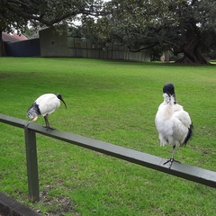 Threskiornis molucca