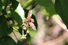 Milesia crabroniformis