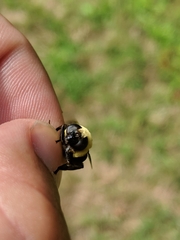 Eristalis flavipes