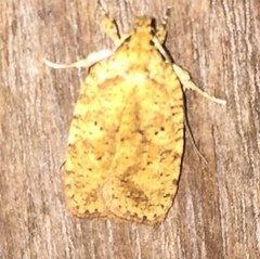 Agonopterix thelmae