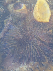 Psammechinus miliaris