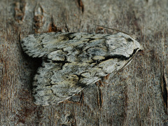 Acronicta cuspis