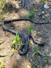 Coluber constrictor constrictor