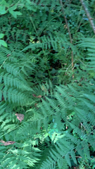 Amauropelta noveboracensis