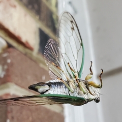 Neotibicen linnei