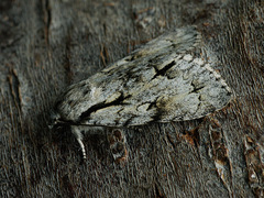 Acronicta cuspis