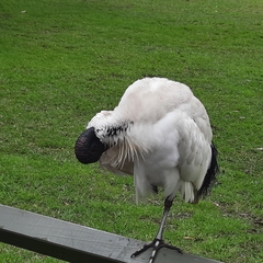 Threskiornis molucca