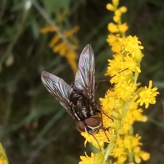 Graphomya maculata
