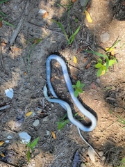 Coluber constrictor constrictor