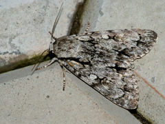 Acronicta cuspis