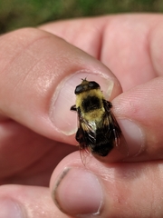 Eristalis flavipes
