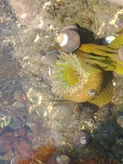 Anthopleura xanthogrammica