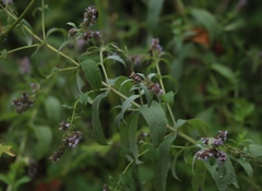 Mentha longifolia