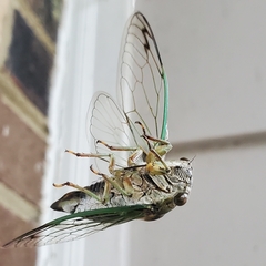 Neotibicen linnei