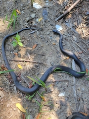 Coluber constrictor constrictor