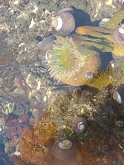 Anthopleura xanthogrammica