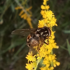 Graphomya maculata