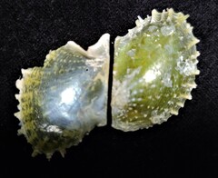 Pinctada longisquamosa