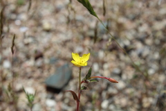 Camissoniopsis micrantha