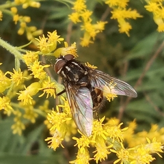 Graphomya maculata