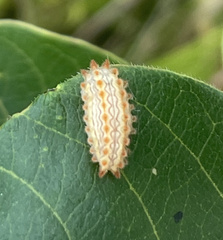 Monoleuca semifascia