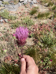 Cirsium andersonii