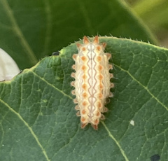 Monoleuca semifascia