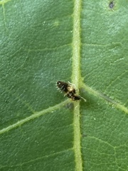 Corythucha juglandis