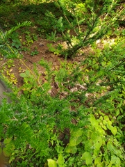 Taxus canadensis