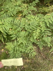 Pteridium