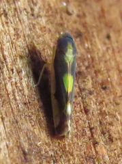 Eupteryx flavoscuta